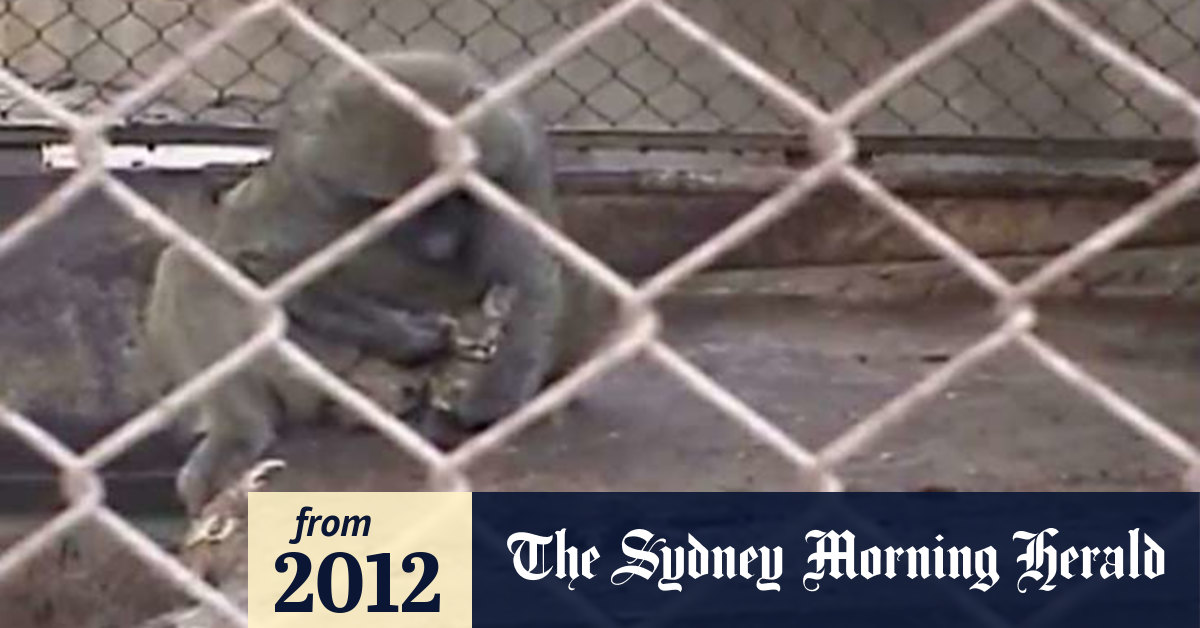 Video Baboon adopts stray kitten(00)